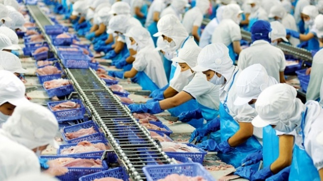 Vietnam's largest pangasius exporter enjoys benefit of trade war