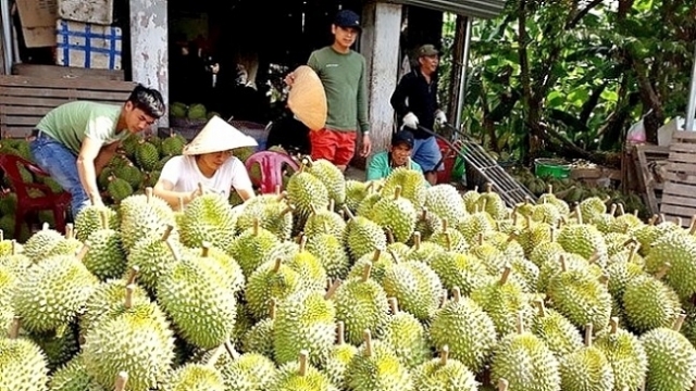 Trồng sầu riêng tự phát – Một cách “giết chết” chỉ dẫn địa lý cà phê Buôn Ma Thuột