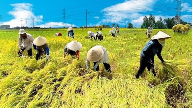 Việt Nam có thiên thời, địa lợi, nhưng tại sao ngành nông nghiệp vẫn chưa cất cánh?