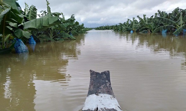 Nước lũ nhấn chìm 1.500 ha cây ăn trái của Hoàng Anh Gia Lai