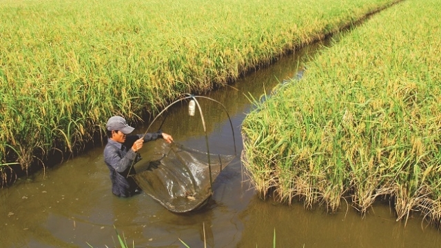 Tháo “vòng kim cô” cho đất Chín Rồng