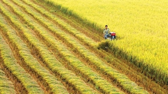 Bất lực trước cơ hội, ngành gạo lộ điểm yếu