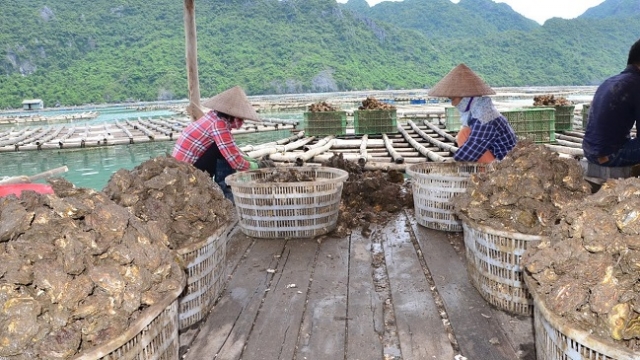 Hàu Vân Đồn sẵn sàng ra biển lớn với chuỗi giá trị liên kết 4 nhà