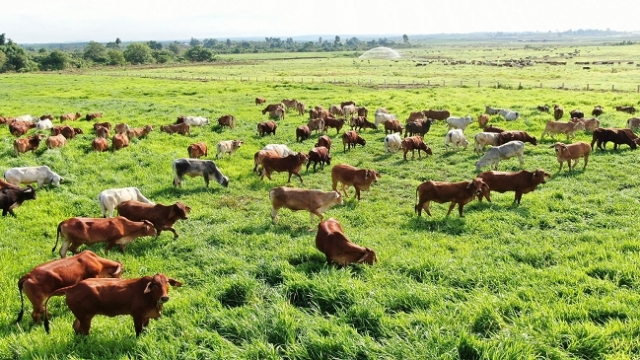 Chăn nuôi loay hoay với bài toán ứng dụng kinh tế tuần hoàn