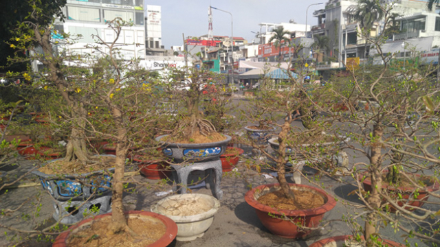 Trồng mai bán Tết – nghề kinh doanh ít khi lỗ