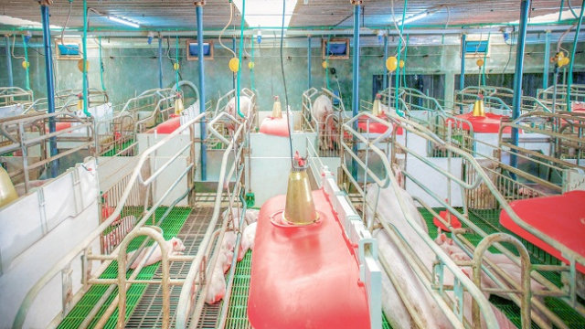 Chìa khóa vực dậy ngành chăn nuôi Việt Nam
