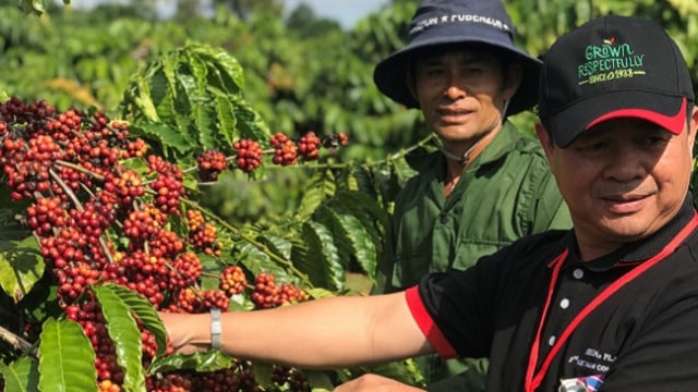 Nestlé hỗ trợ nông dân trồng cà phê lãi 40 triệu/ha/năm