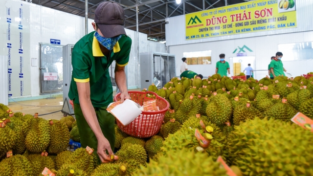 Sầu riêng đông lạnh sang Trung Quốc: Đừng vội mừng