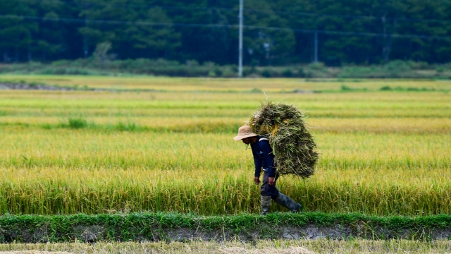 Vòng luẩn quẩn nông nghiệp và tín dụng bao giờ mới thoát?