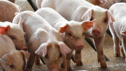 Nguyên nhân nào đẩy giá lợn hơi lên cao tới 81.000 đồng/kg