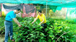 Làm kinh tế địa phương từ trồng dược liệu dưới tán rừng