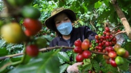 Thị trường cà phê trong nước giảm sâu, giá đường tăng mạnh