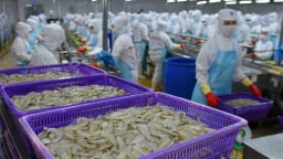 Kim ngạch xuất khẩu tôm tháng 4/2025 đạt hơn 1,3 tỷ USD, 'chạy nước rút' trước bão thuế