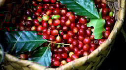 Giá cà phê lao dốc mạnh, giá Robusta xuống mức đáy hơn 6 tháng