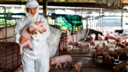 'Ông lớn ngành chăn nuôi' Dabaco lên kế hoạch phát hành hơn 50 triệu cổ phiếu để chi trả cổ tức năm 2024