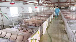 Giá thịt lợn trong nước tăng giảm trái chiều