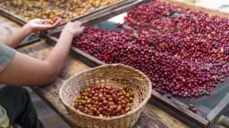Giá cà phê ngày 6/8 leo cao 100.000 đồng/kg