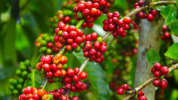 Lo ngại thiếu hàng, thị trường cà phê bứt phá mạnh