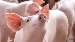 Giá thịt lợn ngày 9/5 tăng 1.000 - 2.000 đồng/kg tại nhiều tỉnh thành