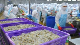 Vua tôm Minh Phú tham vọng lãi gần 1.000 tỷ đồng sau 2 năm thua lỗ, đề cử con gái vào vị trí Thành viên HĐQT