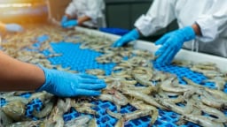 6 tháng đầu năm 2025, xuất khẩu tôm Việt Nam sang thị trường EU đạt hơn 252 triệu USD