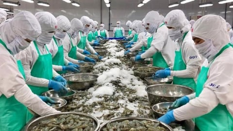 Các nhà chế biến thuỷ sản Châu Á chạy đua vận chuyển trước ngày 20/5 để né thuế quan cao tại Mỹ