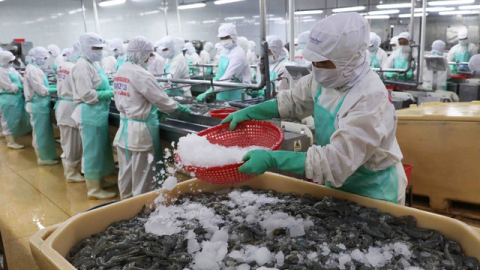 Xuất khẩu tôm Việt Nam quý I/2025 tăng mạnh 37%, đạt gần 1 tỷ USD trước thử thách thuế ‘Trump’ và làn sóng cạnh tranh mới