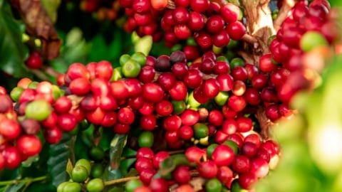 Giá cà phê chịu sức ép lớn do tỷ giá 