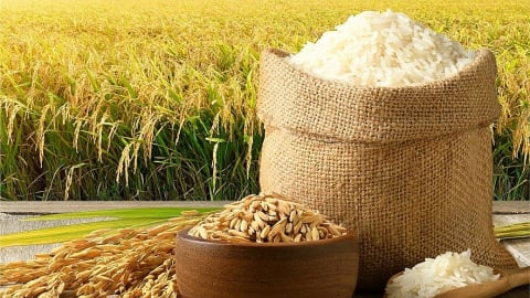 Giá gạo 5% tấm đạt 400 - 445 USD/tấn cao hơn Thái Lan, Ấn Độ