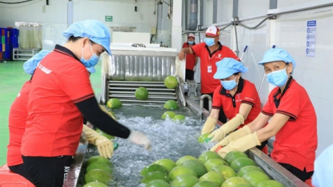 Bưởi, chanh Việt Nam rộng cửa vào thị trường Trung Quốc