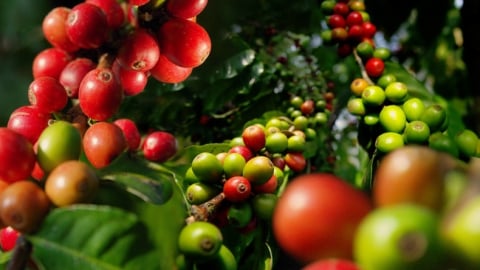 Giá cà phê, hồ tiêu ngày 22/6 giảm nhẹ