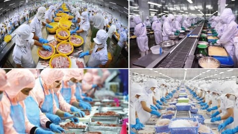 Xuất khẩu thủy sản đạt 5,8 tỷ USD trong 6 tháng đầu năm 2026 trước áp lực chi phí, thị trường và logistics