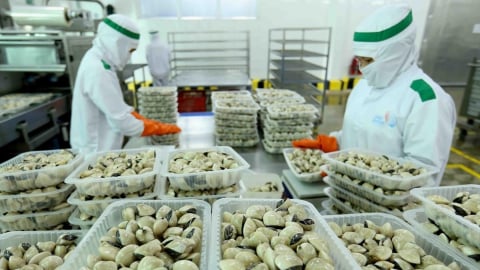 Xuất khẩu ngao của Việt Nam trước bài toán chi phí và khan hiếm nguyên liệu