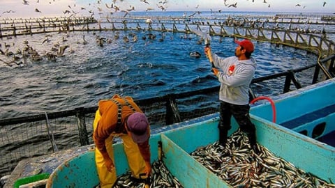 FAO: Sản lượng nuôi trồng và khai thác thủy sản toàn cầu đạt kỷ lục mới