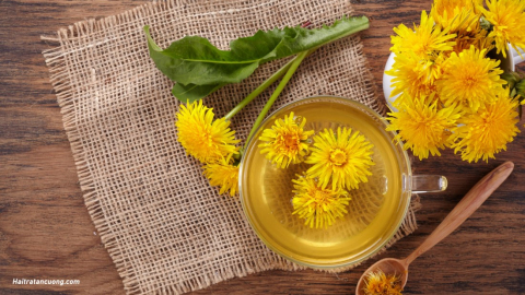 Bột Bồ công anh là gì? Tác dụng và cách sử dụng hiệu quả bột Bồ công anh