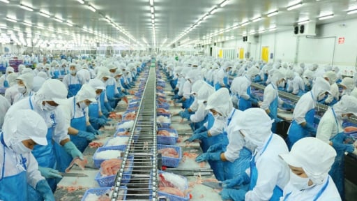 Nữ hoàng cá tra Vĩnh Hoàn (VHC) 'cài số lùi' lợi nhuận năm 2025