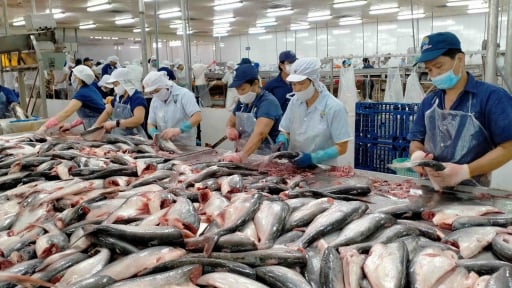 Xuất khẩu cá tra nửa đầu năm: Tăng trưởng giữa thách thức thuế quan từ Mỹ
