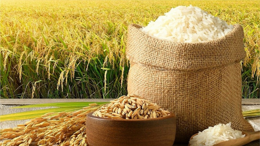 Giá gạo 5% tấm đạt 400 - 445 USD/tấn cao hơn Thái Lan, Ấn Độ
