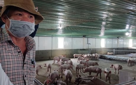 HAGL muốn hoán đổi nợ của Chăn nuôi Gia Lai thành vốn góp