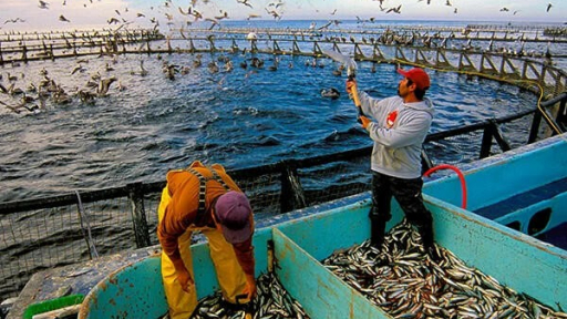 FAO: Sản lượng nuôi trồng và khai thác thủy sản toàn cầu đạt kỷ lục mới
