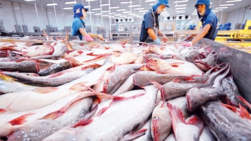 Xuất khẩu cá tra quý I/2025 đạt hơn 465 triệu USD, Trung Quốc là thị trường tiêu thụ số 1