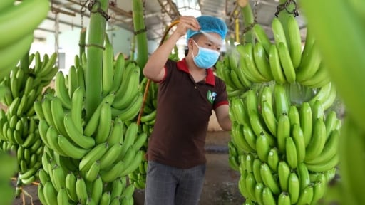 Cao su Thống Nhất lãi gần 7 tỷ đồng nhờ bán chuối