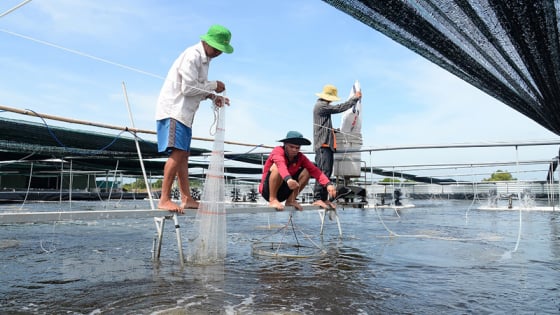 Việt Nam dẫn đầu toàn cầu về nuôi trồng thủy sản đạt chuẩn ASC