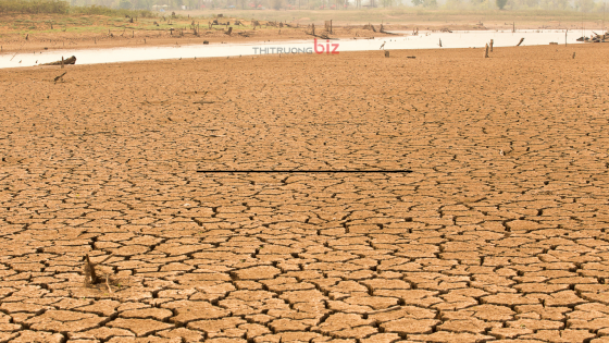 'Siêu El Nino' có thể đẩy giá lương thực toàn cầu tăng mạnh