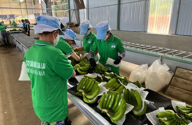 Hoàng Anh Gia Lai (HAG) giải thể công ty con