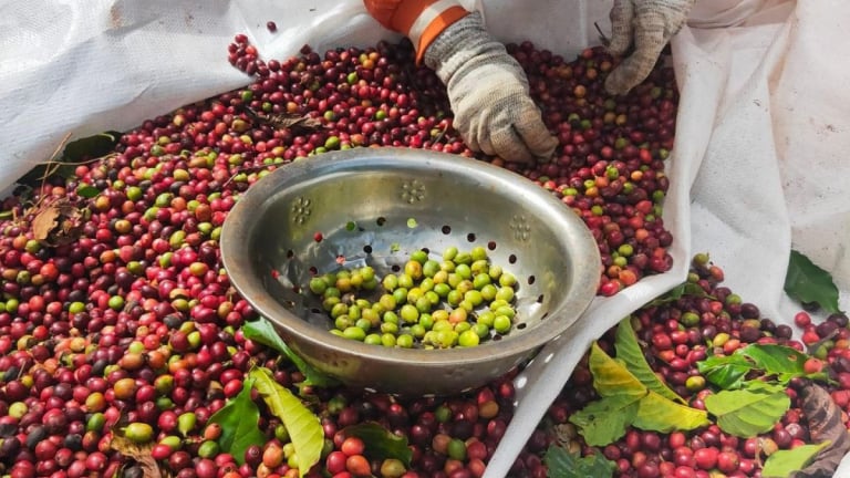 Giá cà phê, hồ tiêu Việt Nam giữ giá ổn định