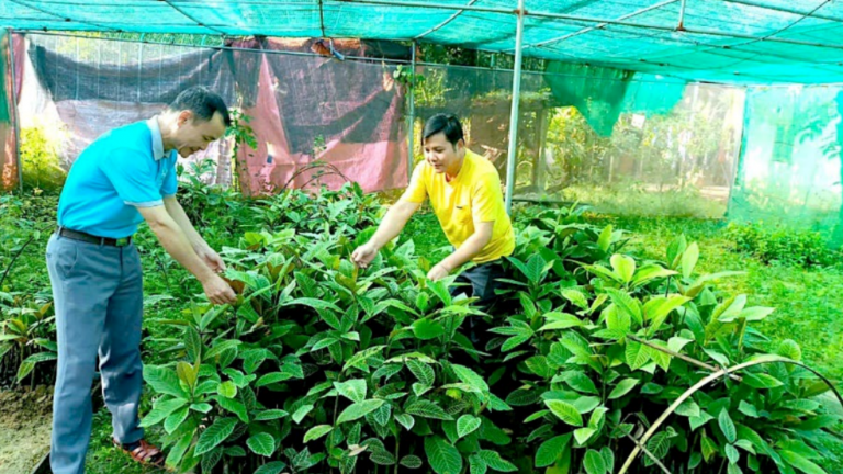 Làm kinh tế địa phương từ trồng dược liệu dưới tán rừng