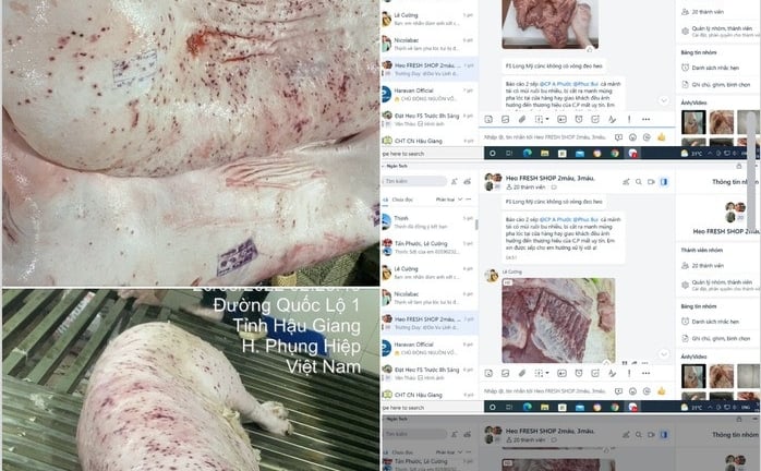 Công ty cổ phần C.P. Việt Nam bị 'tố' bán heo, gà mắc bệnh: Tỉnh Sóc Trăng chỉ đạo nóng, công an vào cuộc