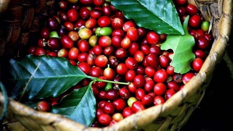 Giá cà phê lao dốc mạnh, giá Robusta xuống mức đáy hơn 6 tháng