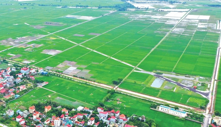 Kéo dài thời hạn miễn thuế sử dụng đất nông nghiệp đến hết năm 2030, ước tính  7.500 tỷ đồng/năm